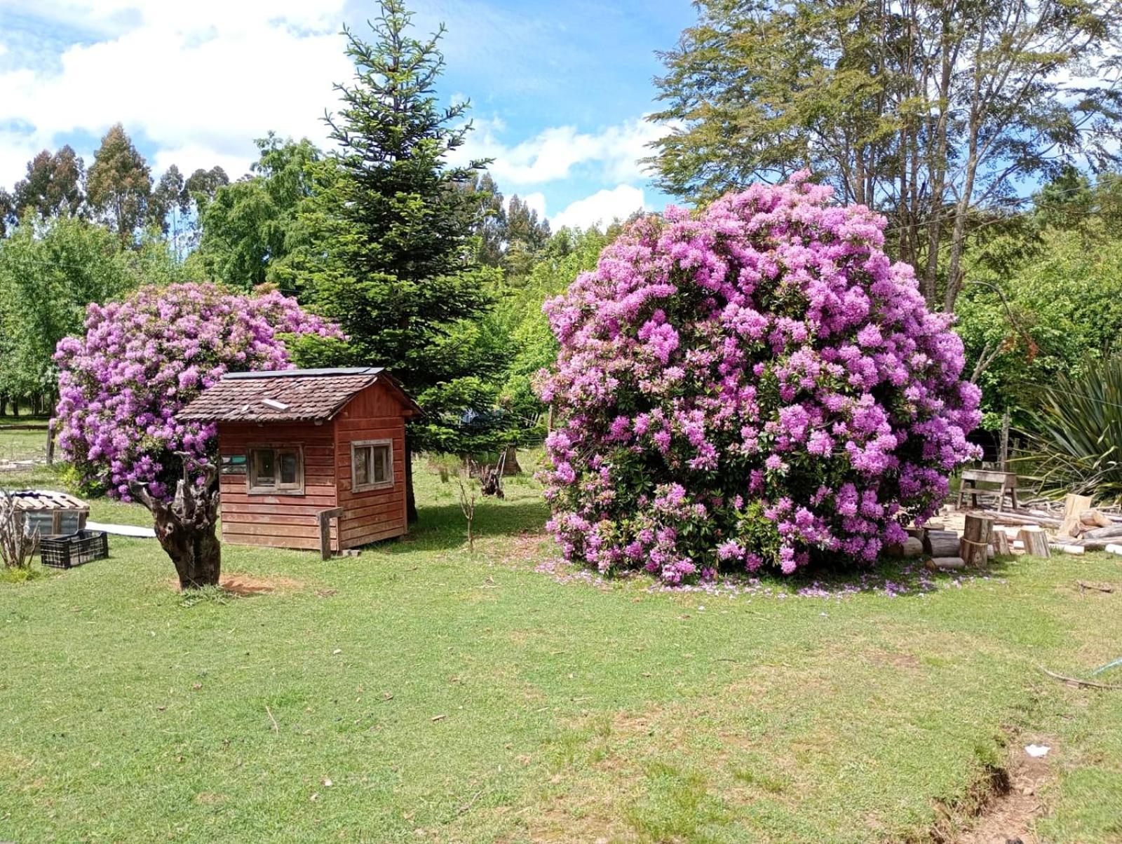 De Campo * Villarrica